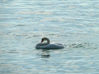 Swan Dusk